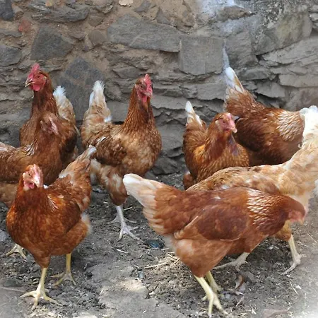 Finagliosu * 帕拉马多拉